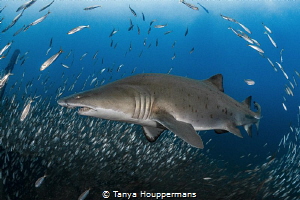 We've Got You Surrounded
A sand tiger shark is surrounde... by Tanya Houppermans 